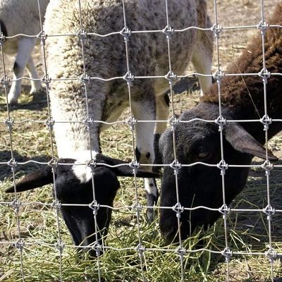 1.8m ارتفاع بز مزرعه سیم میش حصار گرم غوطه ور گالوانیزه ضد خوردگی